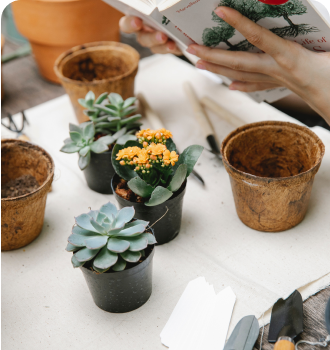 plants in small pots