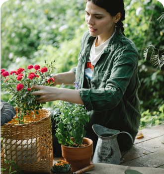 woman harvesting a plant