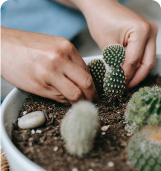 planting a cactus